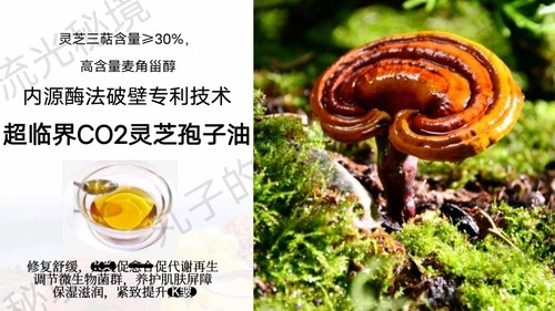 超临界CO2灵芝孢子油 赤芝提取物油溶 修护舒焱保湿紧致K缞原料