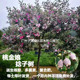 桃金娘山捻子树苗四季 种植观赏别墅庭院阳台花树常青绿化盆栽绿植