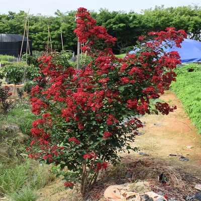 进口红火箭紫薇别墅庭院风景树苗