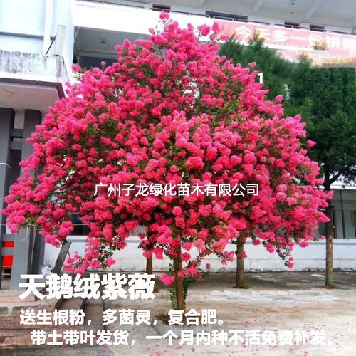 耐寒天鹅绒紫薇别墅庭院花树盆栽