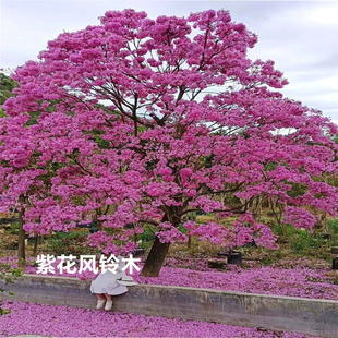 进口红花紫花风铃木树苗别墅庭院绿化花树绿植四季种植耐寒风景树