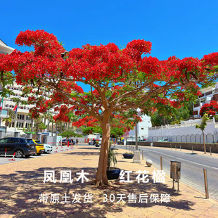 名贵稀有凤凰木红花楹树苗别墅庭院绿化四季种植红花树风景树地栽