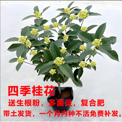桂花树苗浓香型好养的花苗盆栽