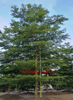 小叶榄仁树苗雨伞树别墅庭院风景树户外行道遮阴观叶绿化植物地栽