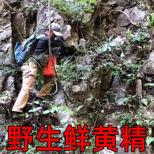 深山天然纯野生新鲜黄精多花姜型鸡头可九蒸九晒制老虎姜非九华山