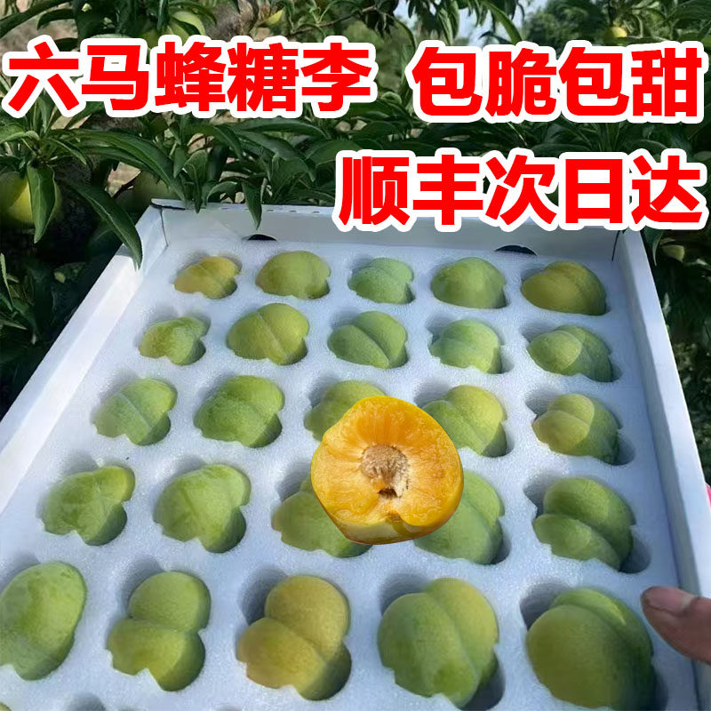 现货顺丰贵州镇宁六马蜂糖李5斤大果蜂蜜李空心脱骨李子新鲜水果