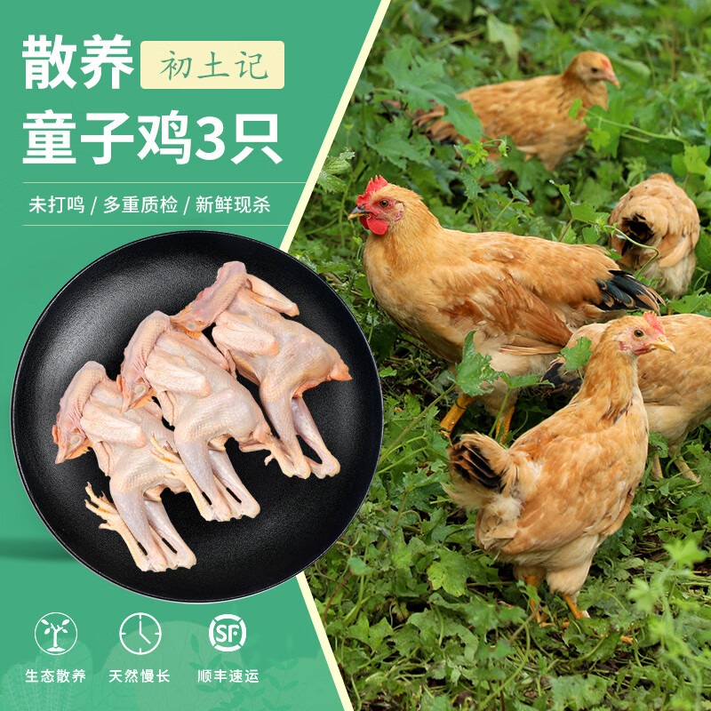 初土记正宗农家散养仔鸡清蒸童子鸡小公鸡红烧新鲜鸡肉现杀整只