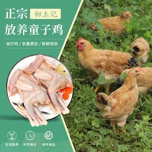 初土记 正宗农家散养仔鸡童子鸡小公鸡2只装新鲜鸡肉现杀整只