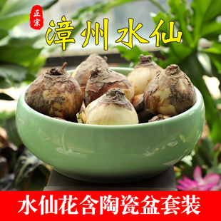 【单瓣水仙花套装】漳州水仙花种球带盆植物室内水养花卉冬季盆栽