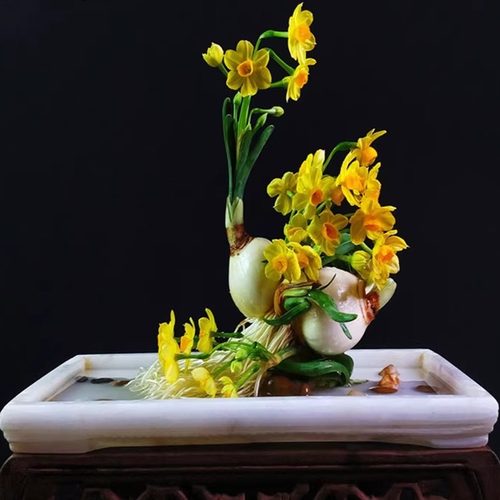 黄金水仙花叶子矮壮不徒长清香型