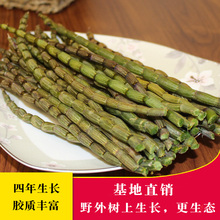 新鲜铁皮石斛鲜条500g/50克云南高原铁皮石斛枫斗霍山石斛4年生