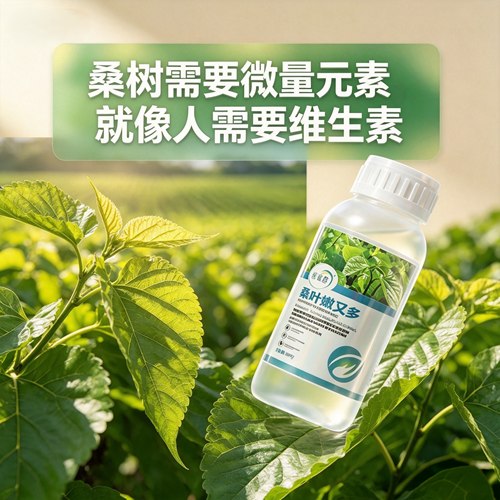 桑树叶面肥含螯合态微量元素水溶植物营养肥料片厚烂头病全程营养