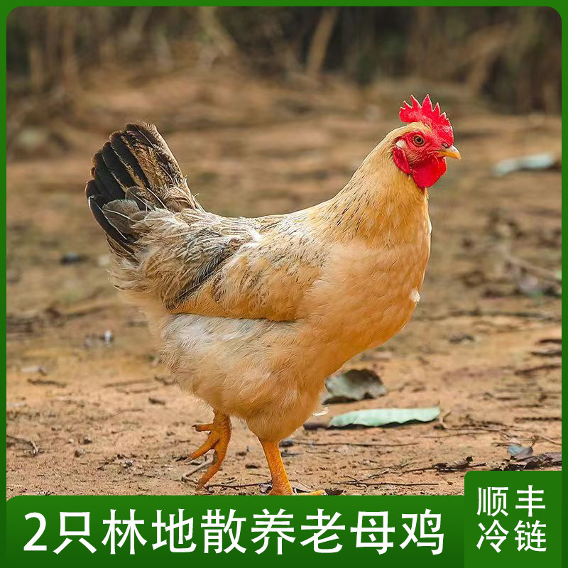 2只土鸡正宗农家散养老母鸡走地鸡新鲜现杀整只老母土鸡草鸡笨鸡