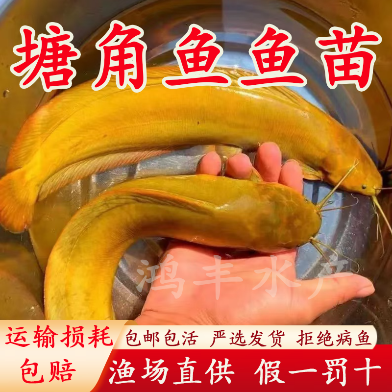 埃及塘鲺鱼苗 塘角鱼苗 土塘鲺鱼苗八须鲶鱼本地塘虱革胡子鲶鱼苗