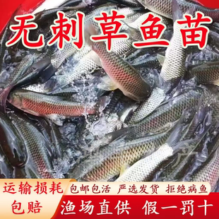 无刺草鱼鱼苗淡水养殖食用半斤特大食用无刺草鱼苗批发无刺草鱼苗
