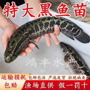 黑鱼苗乌鱼淡水养殖生鱼活体乌鳢财鱼斑鱼特大好养凶猛观赏黑鱼苗