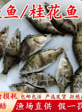 正宗鳜鱼苗桂鱼苗桂花鱼苗淡水养殖翘嘴鳜鱼苗肉食性路亚观赏活体