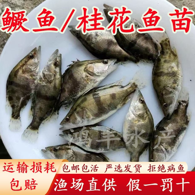 正宗鳜鱼苗桂鱼苗桂花鱼苗淡水养殖翘嘴鳜鱼苗肉食性路亚观赏活体