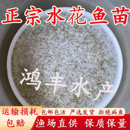 水花鱼苗鲫鱼草鱼青鱼白鲢花鲢鲤鱼桂鱼翘嘴鲤鱼螺丝青水花鱼苗