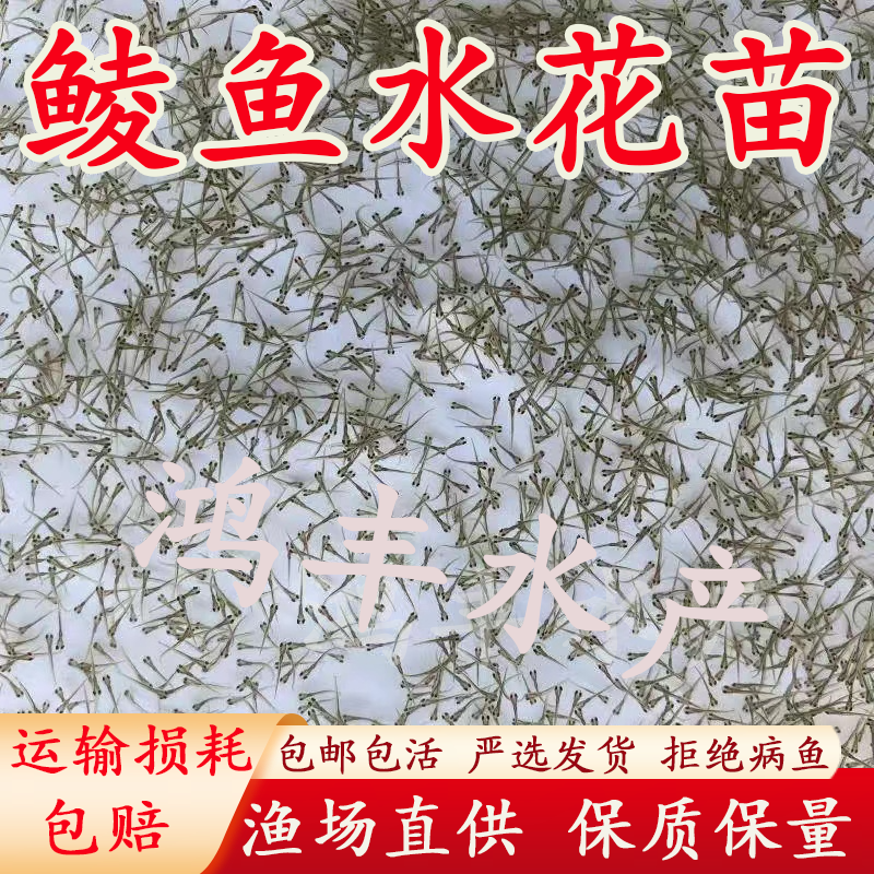 麦鲮水花麦穗鱼淡水养殖鱼苗水花泰鲮鱼水花路亚饵料鱼土鲮水花苗