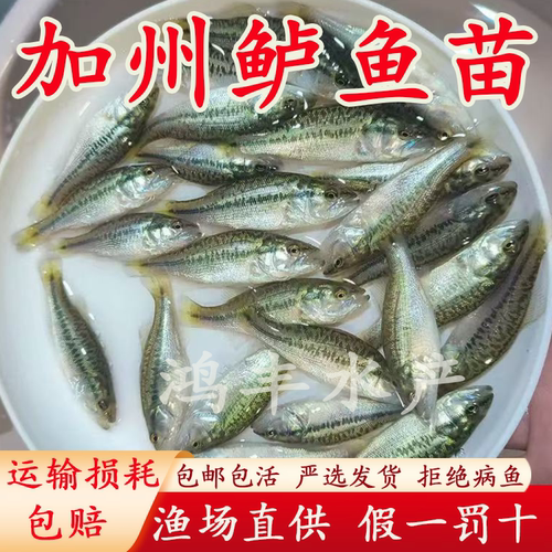 鲈鱼苗特大加州鲈鱼苗可食用大口黑鲈路亚凶猛肉食淡水养殖鲈鱼苗