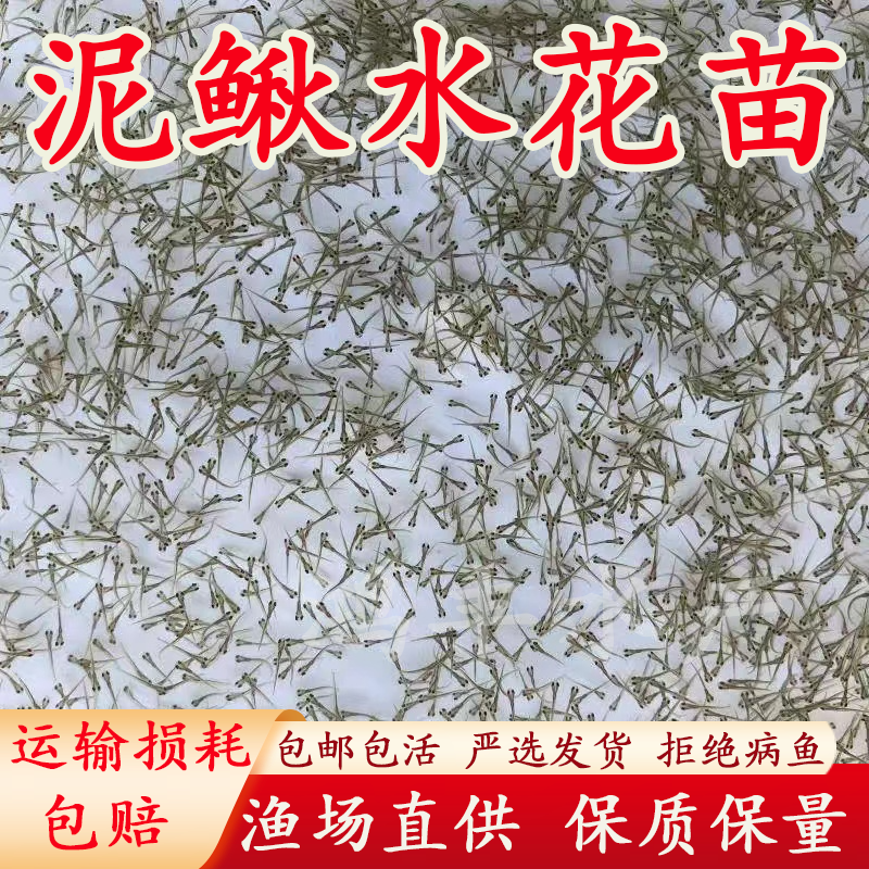 本地泥鳅水花台湾泥鳅水花苗圆头青鳅鱼苗金鳅水花苗快大品种