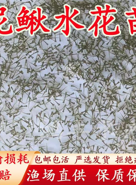 本地泥鳅水花台湾泥鳅水花苗圆头青鳅鱼苗金鳅水花苗快大品种