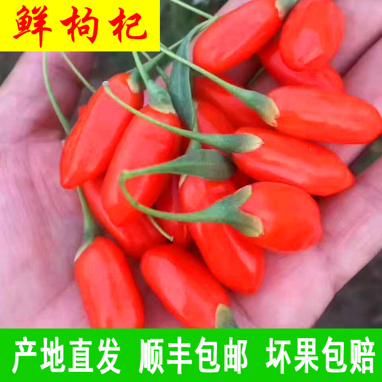 宁夏新鲜枸杞大果鲜果现摘现发鲜果枸杞水果大颗粒苟杞
