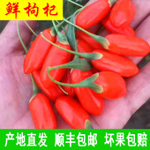 宁夏新鲜枸杞大果鲜果现摘现发鲜果枸杞水果大颗粒苟杞