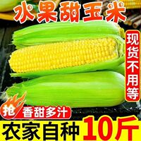 水果玉米新鲜爆浆甜玉米9斤生吃嫩苞谷即食香甜糯玉米棒子蔬菜