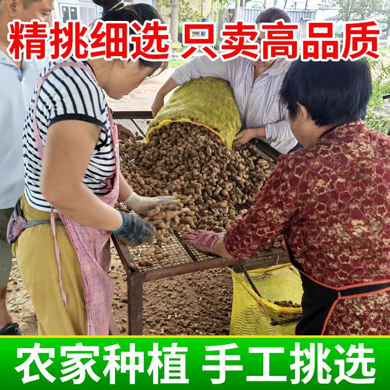 26年新鲜湿花生农家种植现挖带壳带泥新鲜花生水煮粉皮湿花生湿