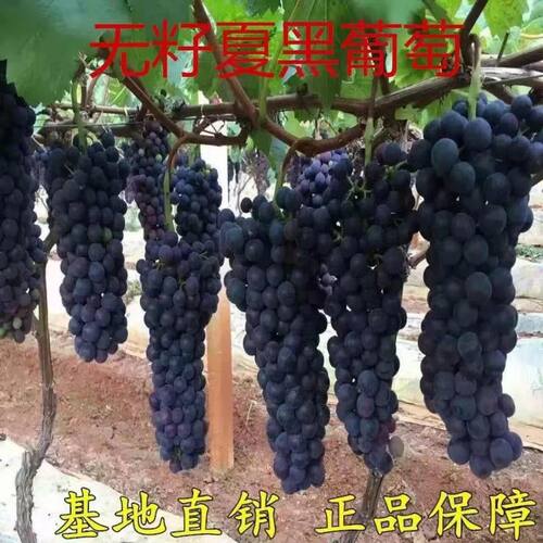 无核夏黑葡萄果树苗新品种爬藤葡萄果树苗耐寒南北方种植当年结果