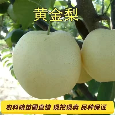 黄金梨树苗嫁接梨子特大脆甜当年结果南北方四季种植水果树苗地栽