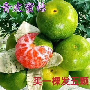 新品种青皮蜜桔苗日南一号桔苗早熟青柑橘嫁接无核蜜桔子树苗带果
