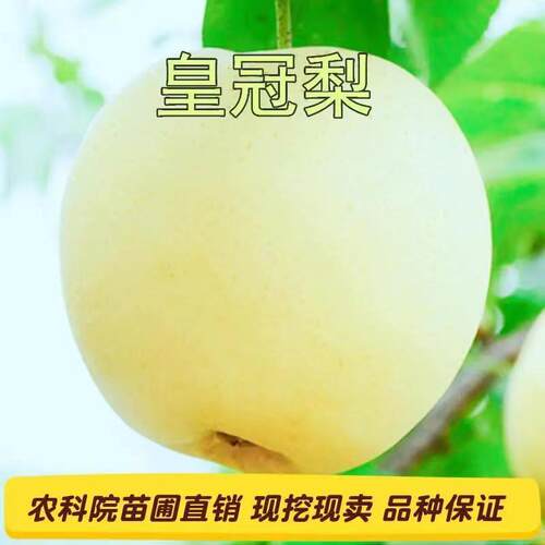 新品种嫁接梨苗皇冠梨树苗白皮白肉中熟果树苗南北方种植当年结果