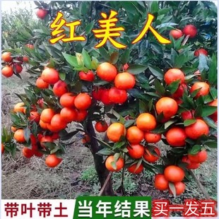 红美人橘子苗薄皮无籽金桔盆栽地栽苗蜜桔树苗当年结果砂糖橘