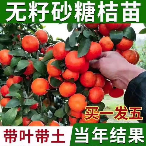 农科院长绿新品无核热销