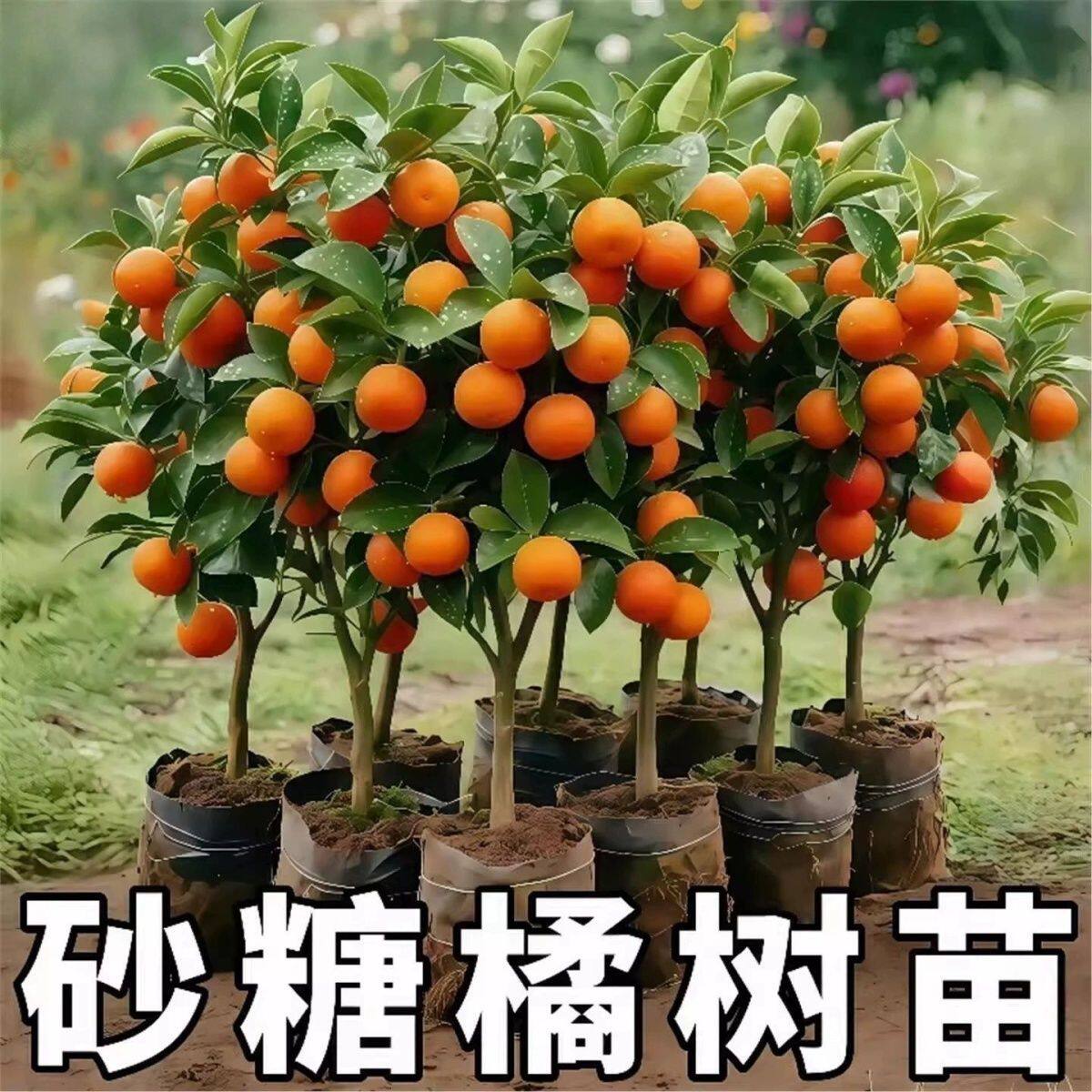 正宗无籽砂糖橘盆栽南方北方种子橘子果树苗柑桔果苗嫁接耐寒耐热