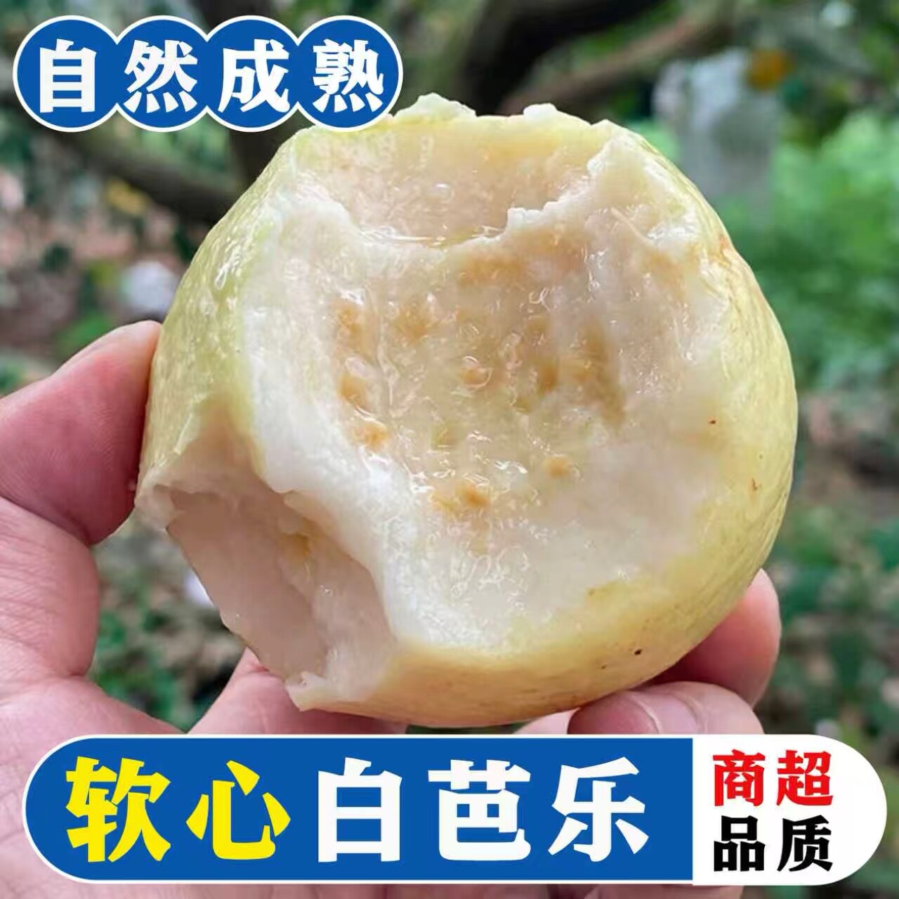 2026好吃的芭乐水果、软心白芭乐