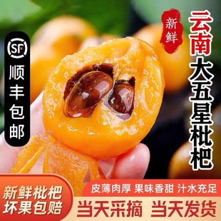 云南蒙自枇杷新鲜水果特大甜枇杷树熟应当季现摘孕妇枇杷顺丰包邮