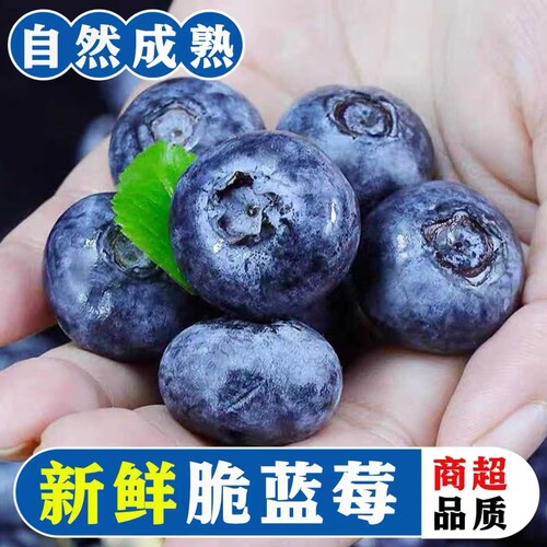 花香蓝莓当季现摘宝宝辅食顺丰