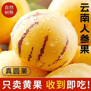 石林人参果新鲜云南人生果圆果人叁果树上熟七彩黄肉水果整箱包邮