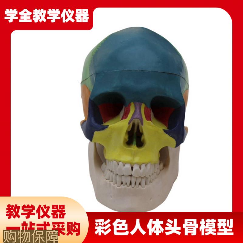 可拆卸彩色人体头骨模型头部骨骼头颅分区康复医学展示用教学教具