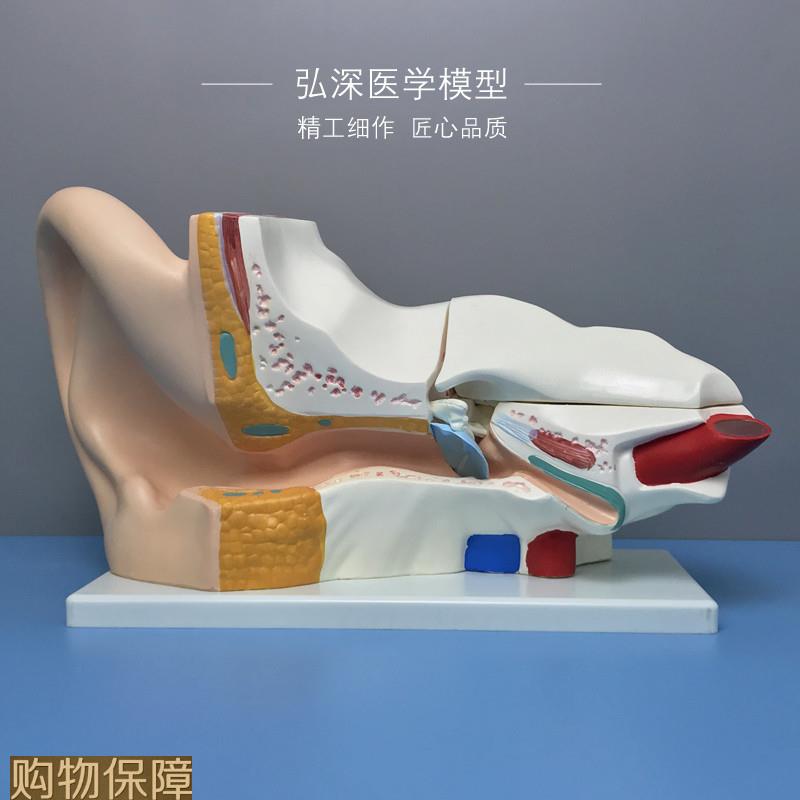 耳朵放大模型5倍可拆耳道人体器官解剖结构教学模具弘深医学模型