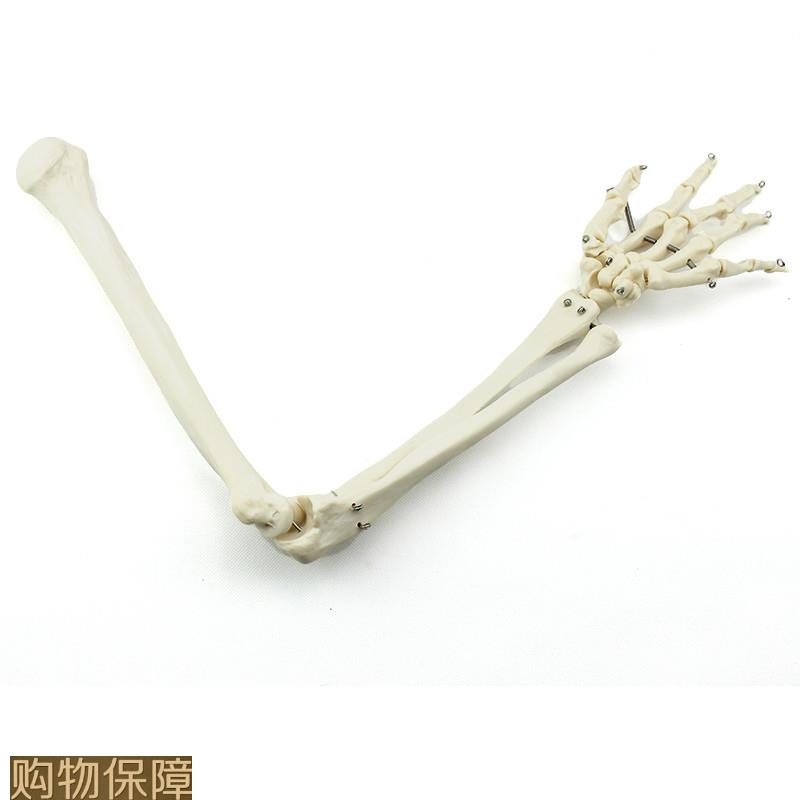 ENOVO颐诺人体上肢骨模型肘关节腕关节模型肱骨尺骨桡骨掌骨指骨
