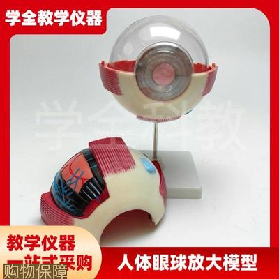 人体眼球放大模型眼睛解剖眼珠眼科结构仪器构造教学演示模具训练