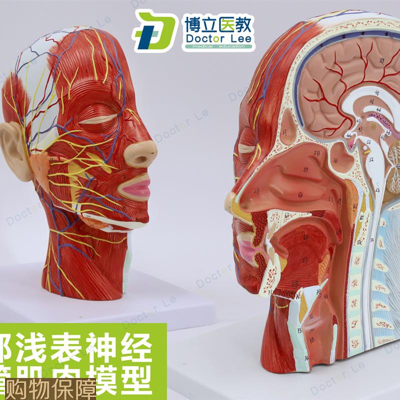 人体头骨带肌肉神经血管模型 美容面部浅表神经微整形医学解剖