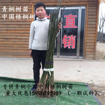 中国梧桐树苗 当年小苗 青桐树苗 绿化苗木梧桐树苗 桐树苗