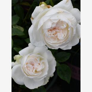 波莱罗月季扦插花苗浓香大花白色丰花多季开花庭院阳台盆栽