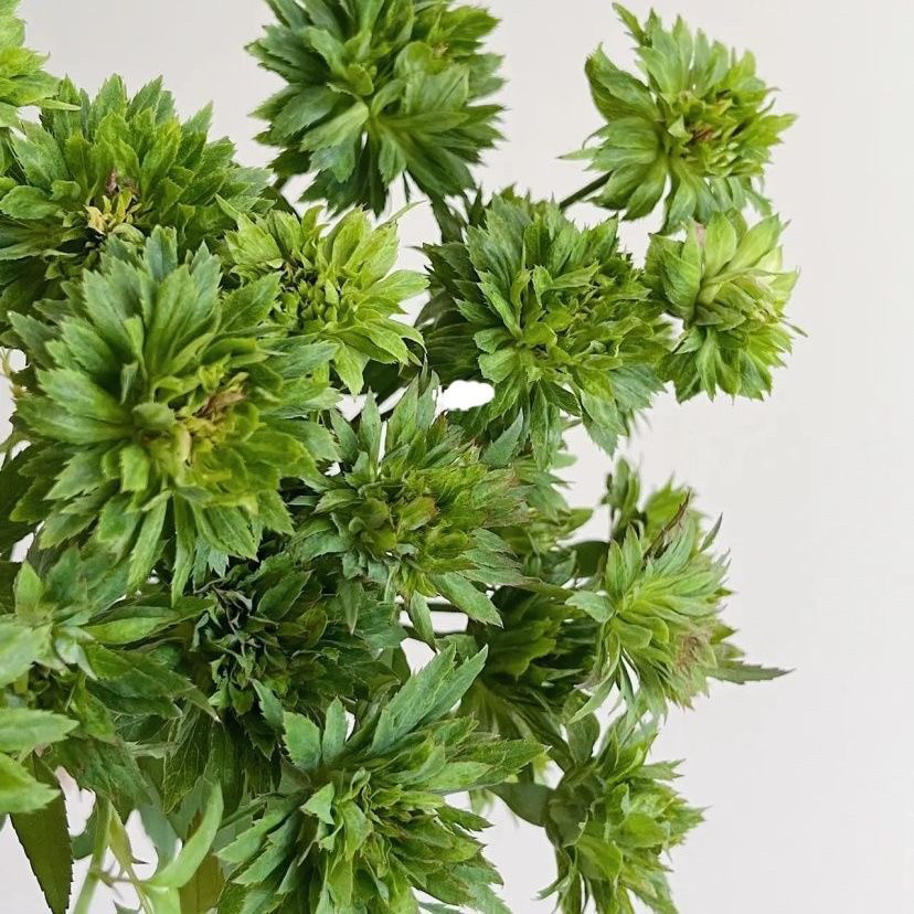 绿萼 中国古老月季花苗 珍稀品种绿叶花帝君袍小花很特别花卉盆栽